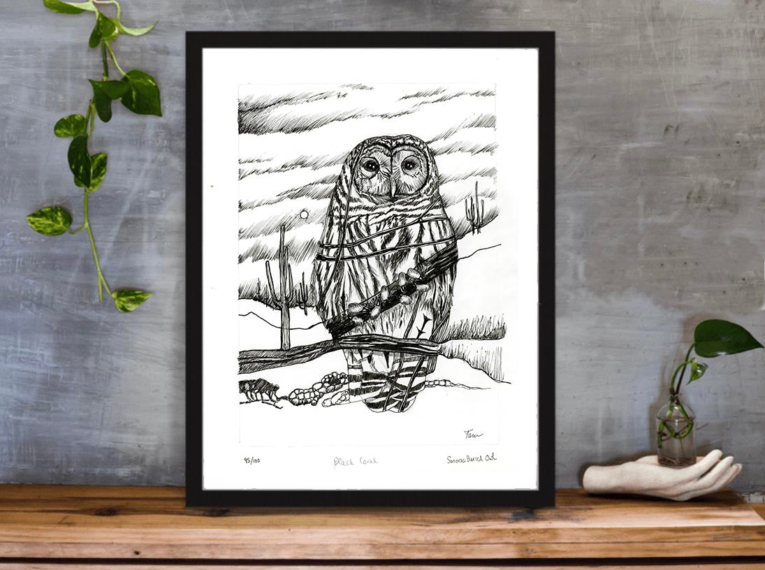 95/100 Sonoran Barred Owl