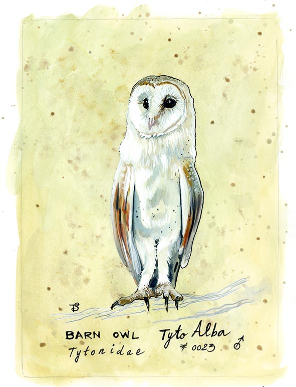 OWL PRINT 15/100 Barn Owl