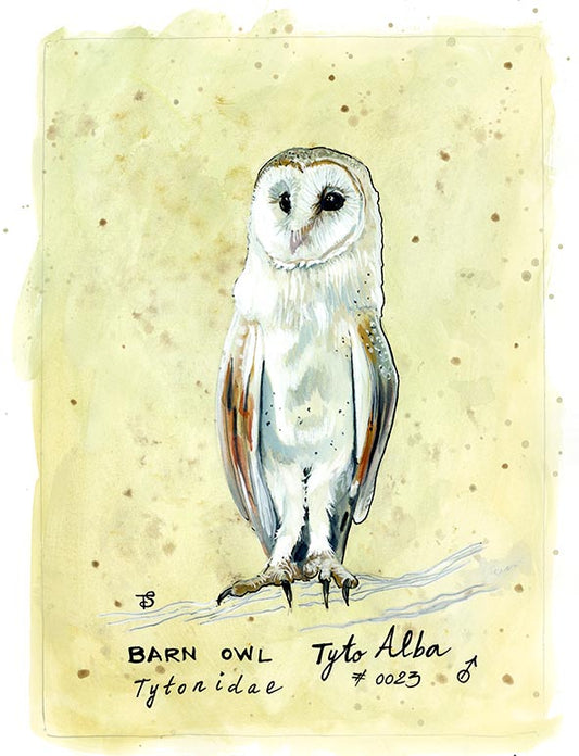 OWL PRINT 15/100 Barn Owl