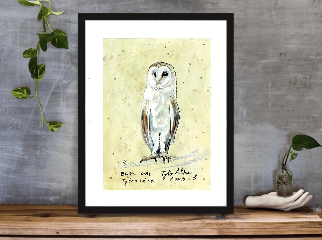 OWL PRINT 15/100 Barn Owl