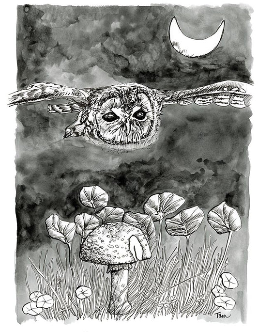 Owl PRINT 3/100 Tawny Owl In First Flight