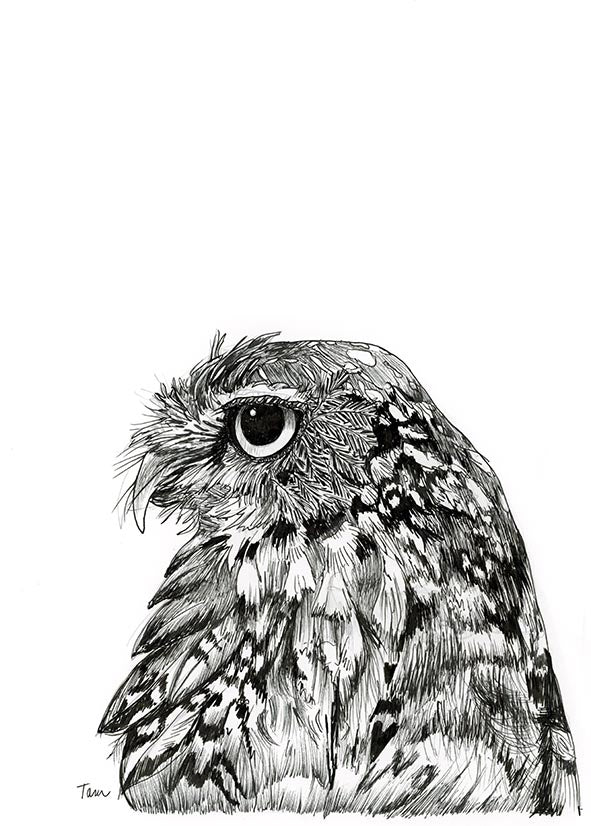 OWL PRINT 92/100 Little owl (Black and White)