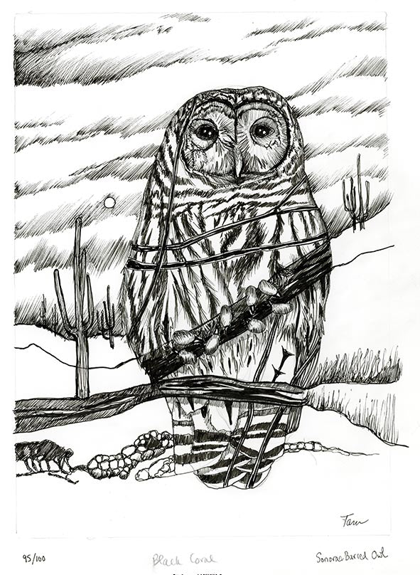 95/100 Sonoran Barred Owl