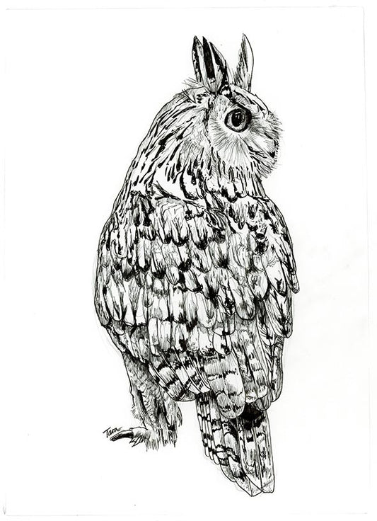 96/100 Siberian Eagle Owl